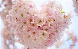 Cherry Blossom flowers` heart-shaped bunch